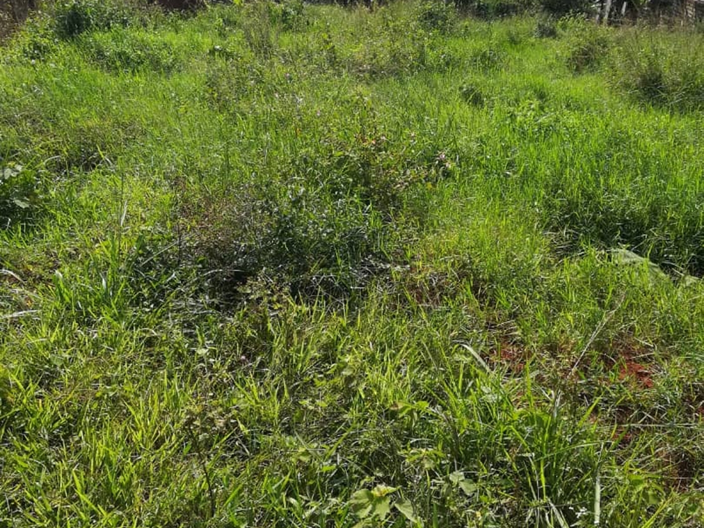 Residential Land for sale in Kisowela Mukono