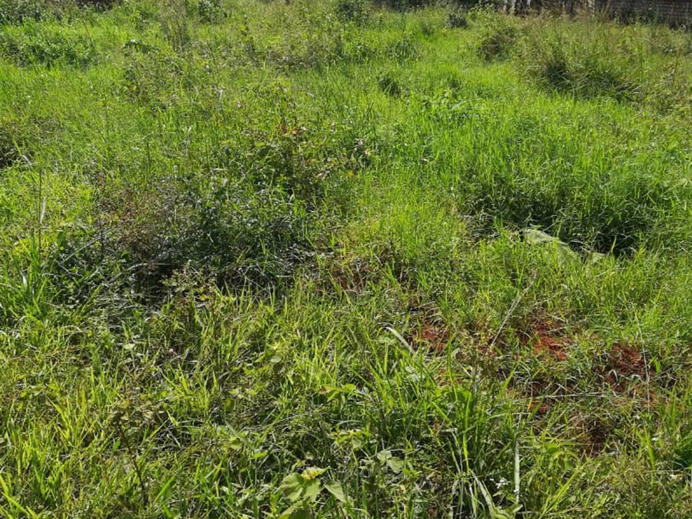 Residential Land for sale in Kisowela Mukono