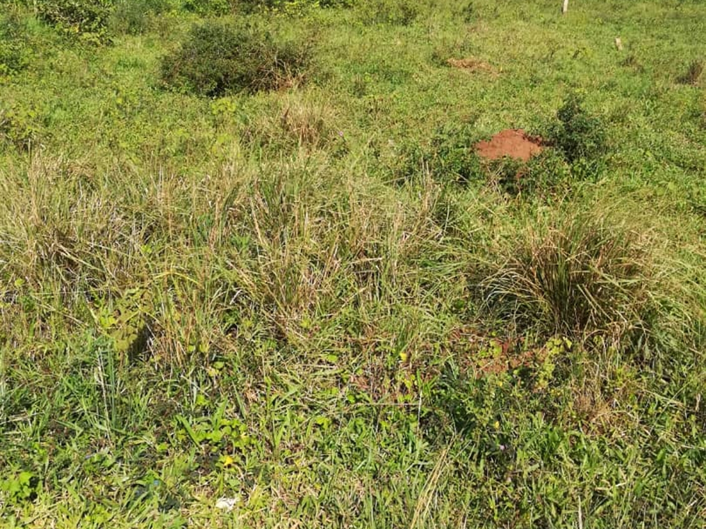 Residential Land for sale in Kisowela Mukono