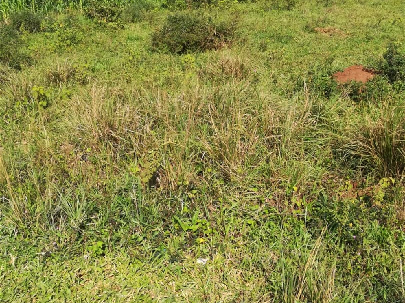 Residential Land for sale in Kisowela Mukono