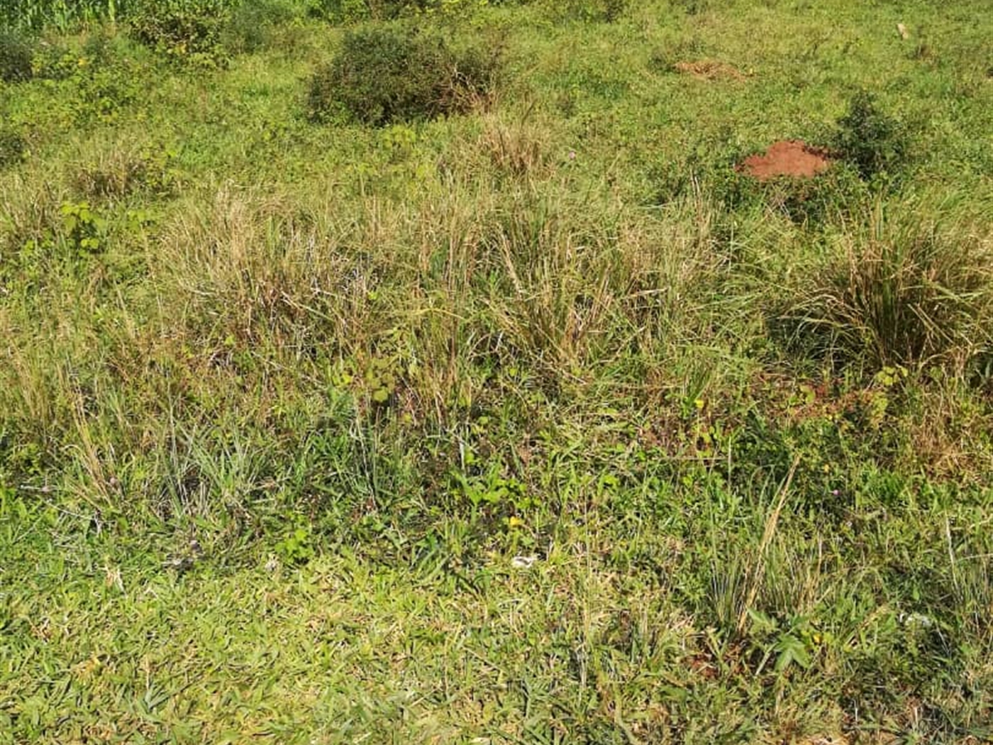 Residential Land for sale in Kisowela Mukono