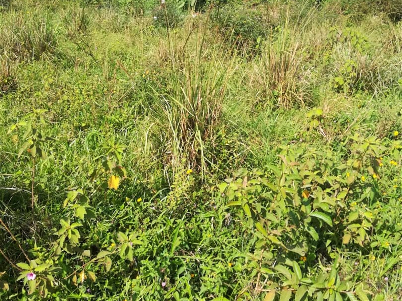 Residential Land for sale in Kisowela Mukono