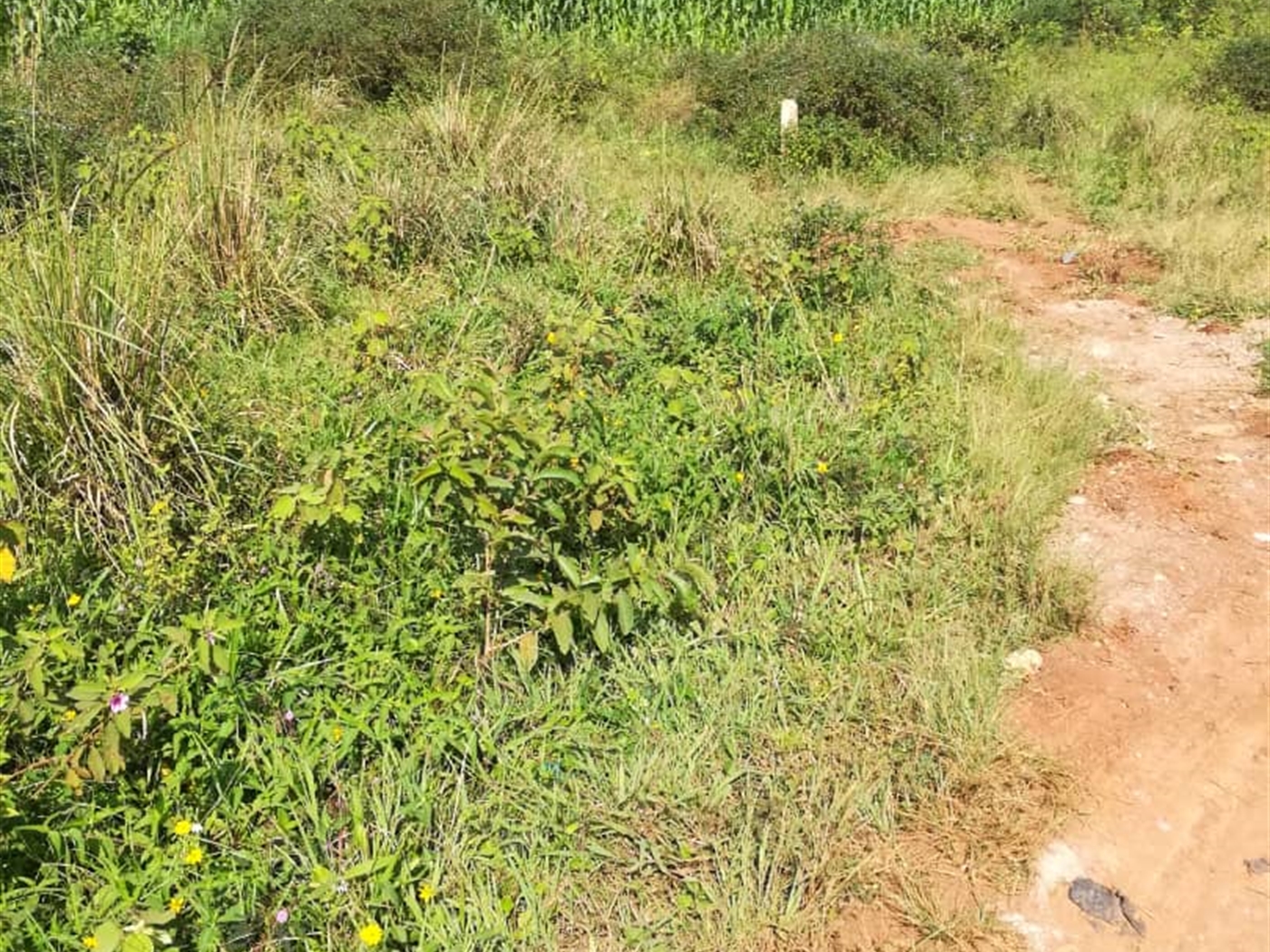 Residential Land for sale in Kisowela Mukono