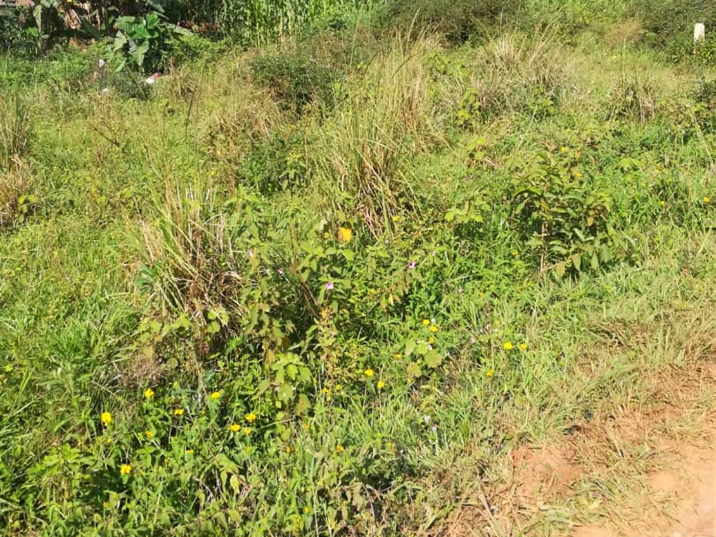 Residential Land for sale in Kisowela Mukono