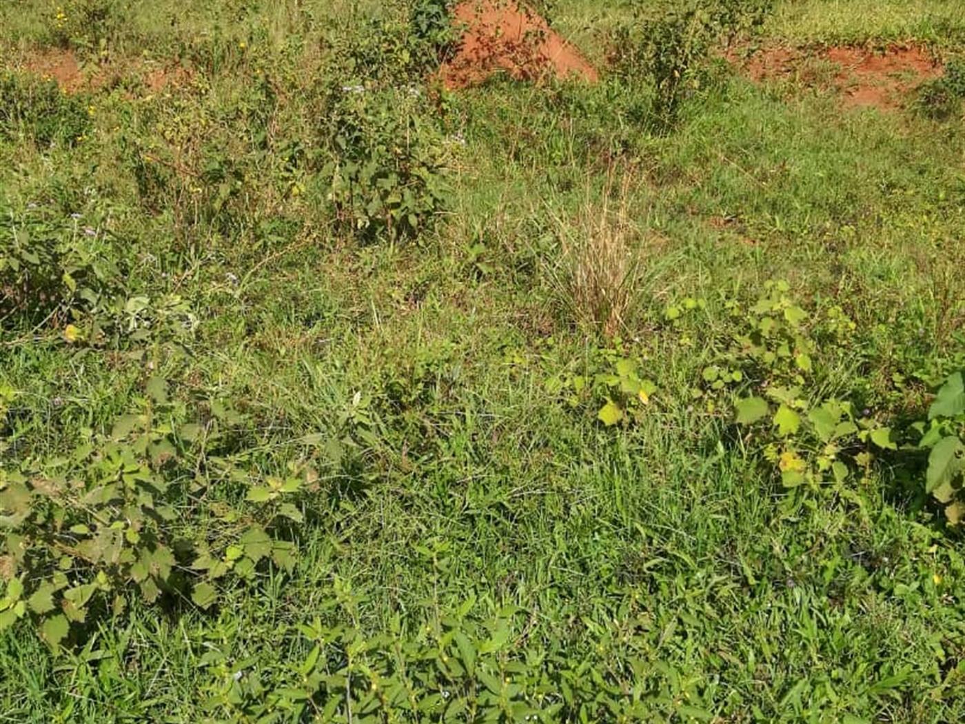 Residential Land for sale in Kisowela Mukono