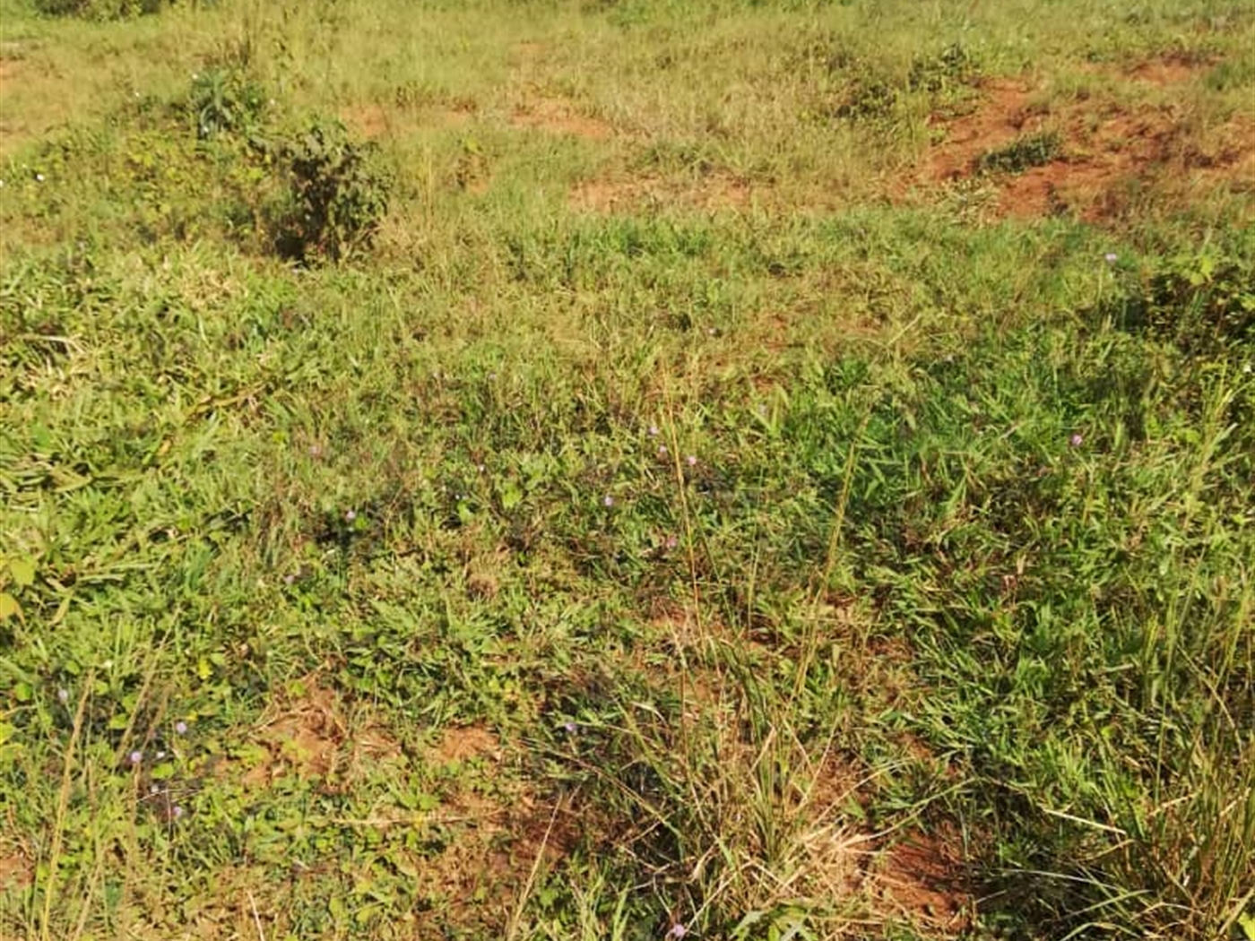 Residential Land for sale in Kisowela Mukono