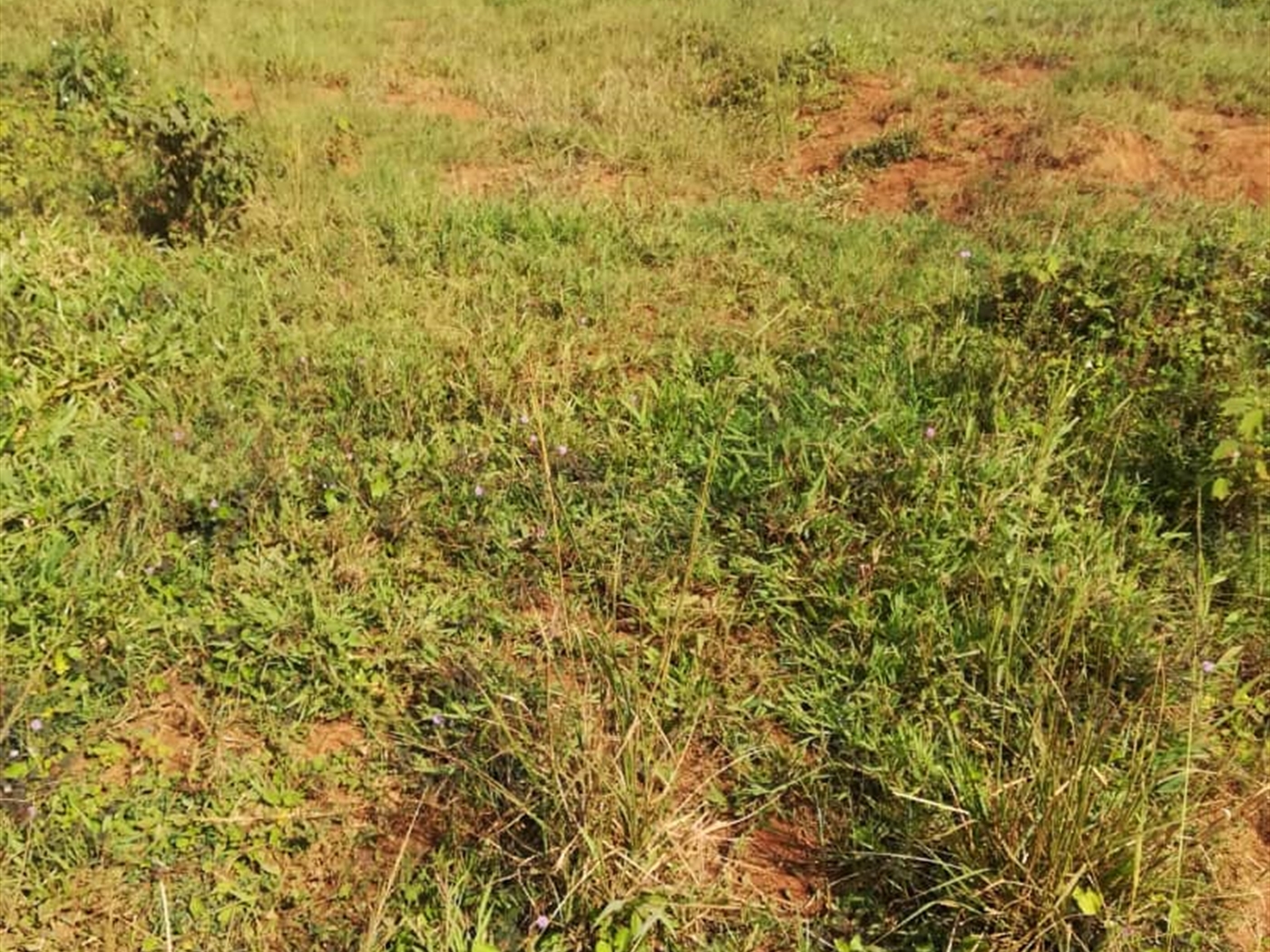 Residential Land for sale in Kisowela Mukono