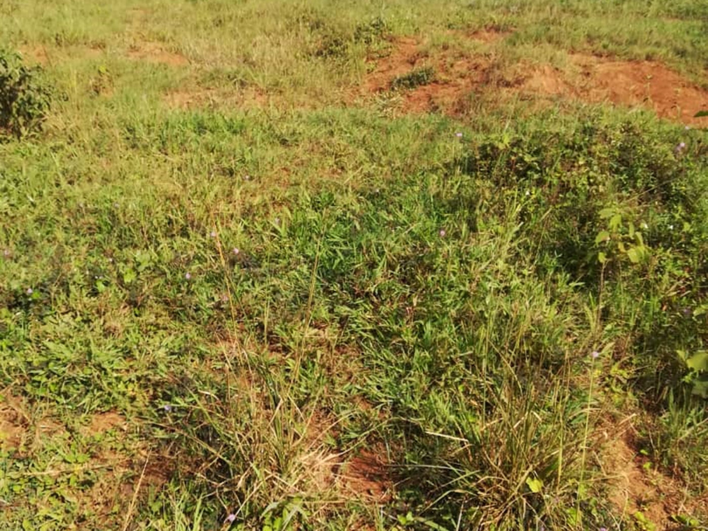 Residential Land for sale in Kisowela Mukono