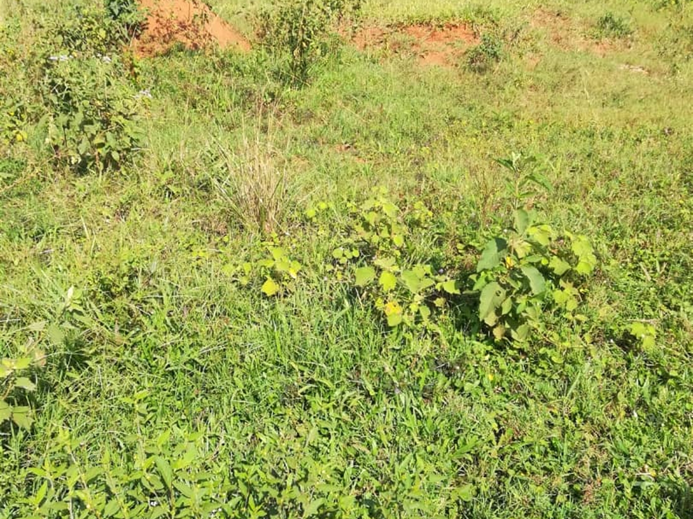 Residential Land for sale in Kisowela Mukono