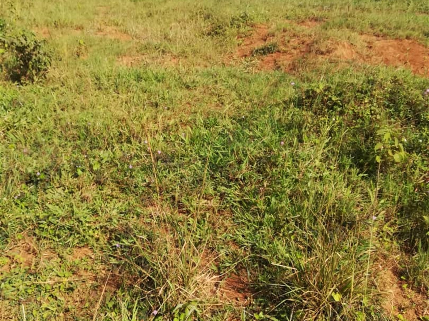 Residential Land for sale in Kisowela Mukono