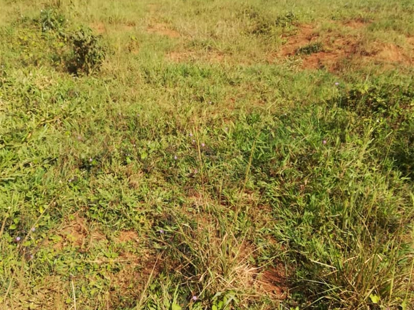 Residential Land for sale in Kisowela Mukono