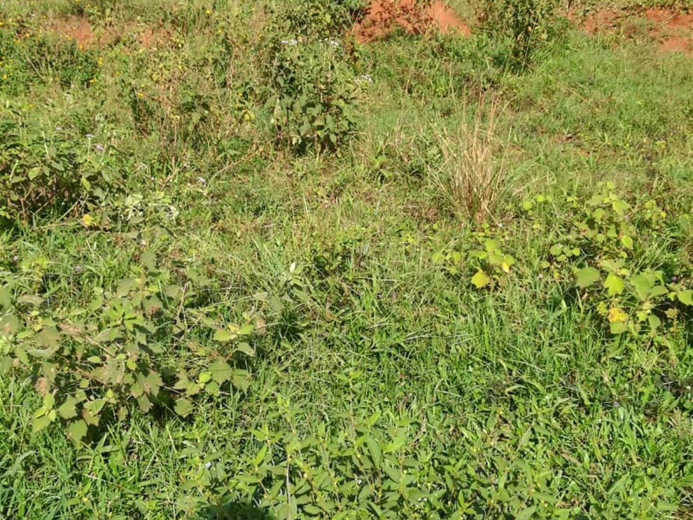 Residential Land for sale in Kisowela Mukono