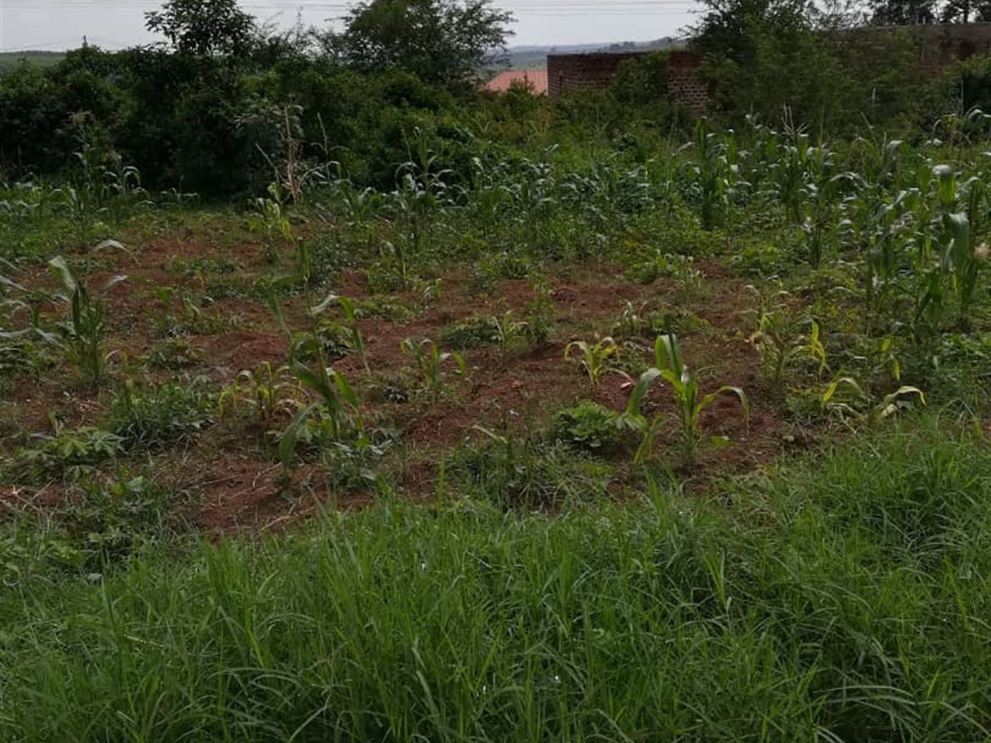 Residential Land for sale in Kawuga Mukono