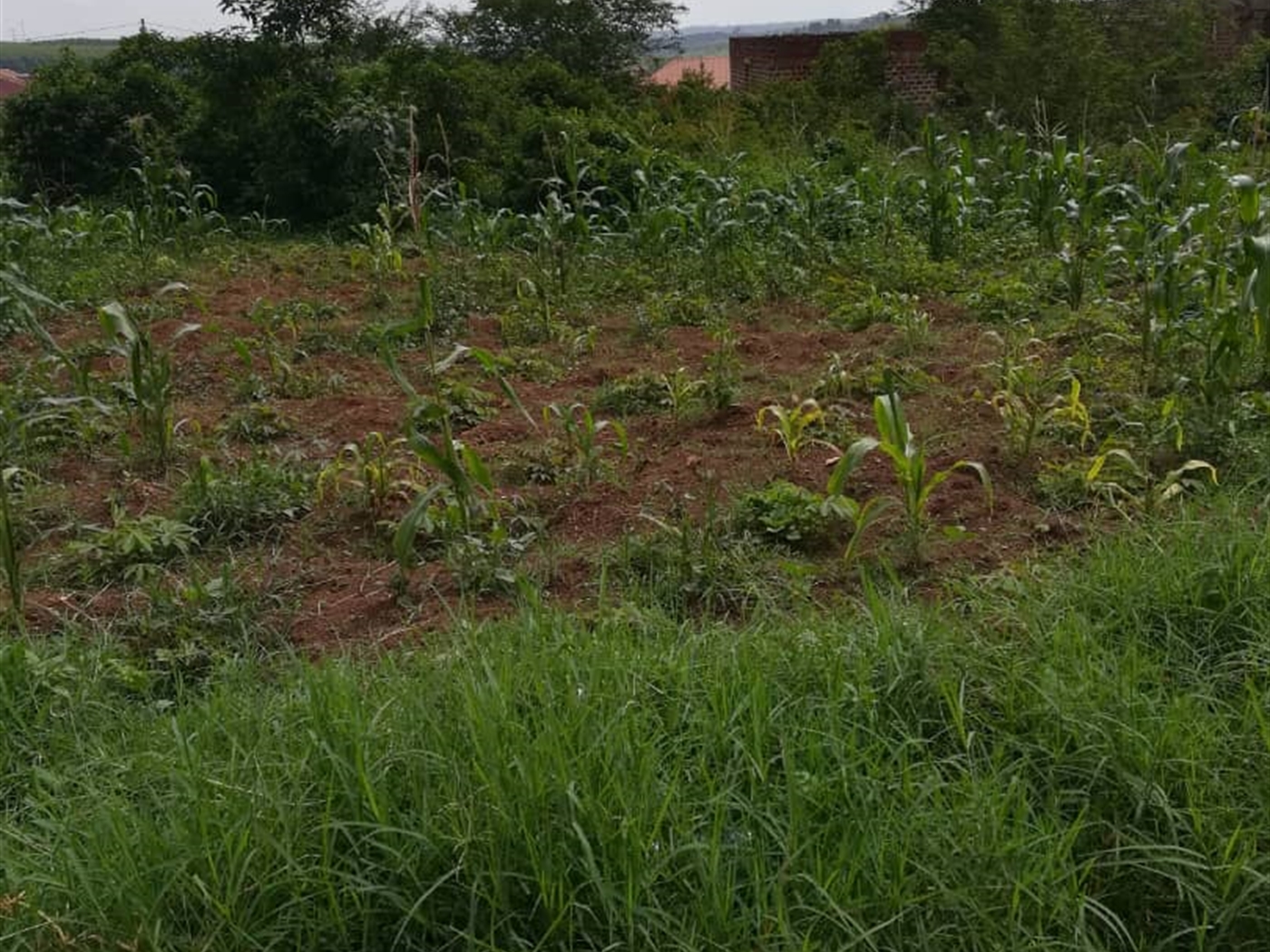 Residential Land for sale in Kawuga Mukono