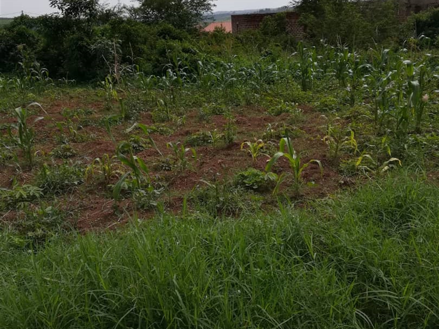 Residential Land for sale in Kawuga Mukono