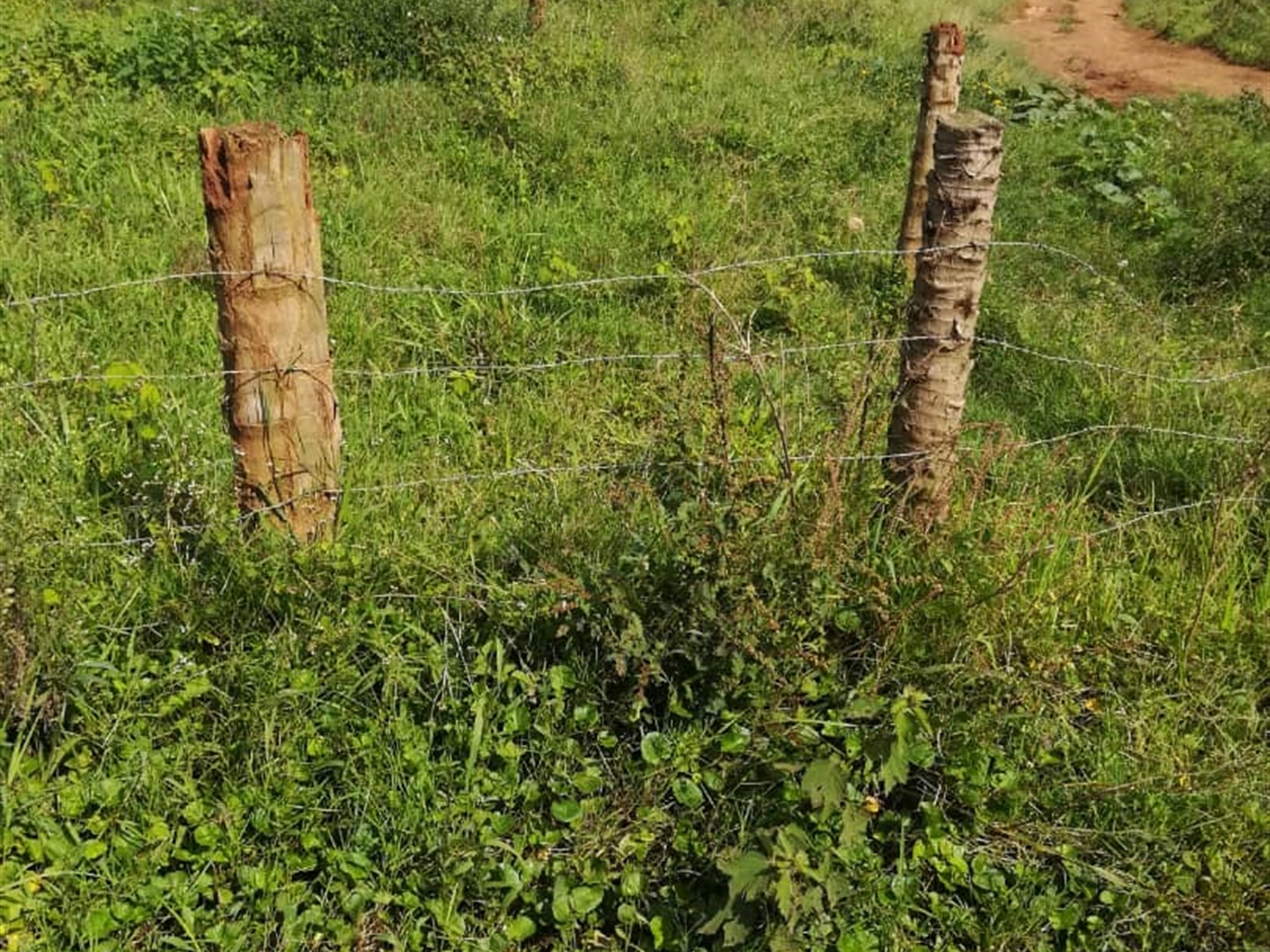 Residential Land for sale in Namilyango Mukono