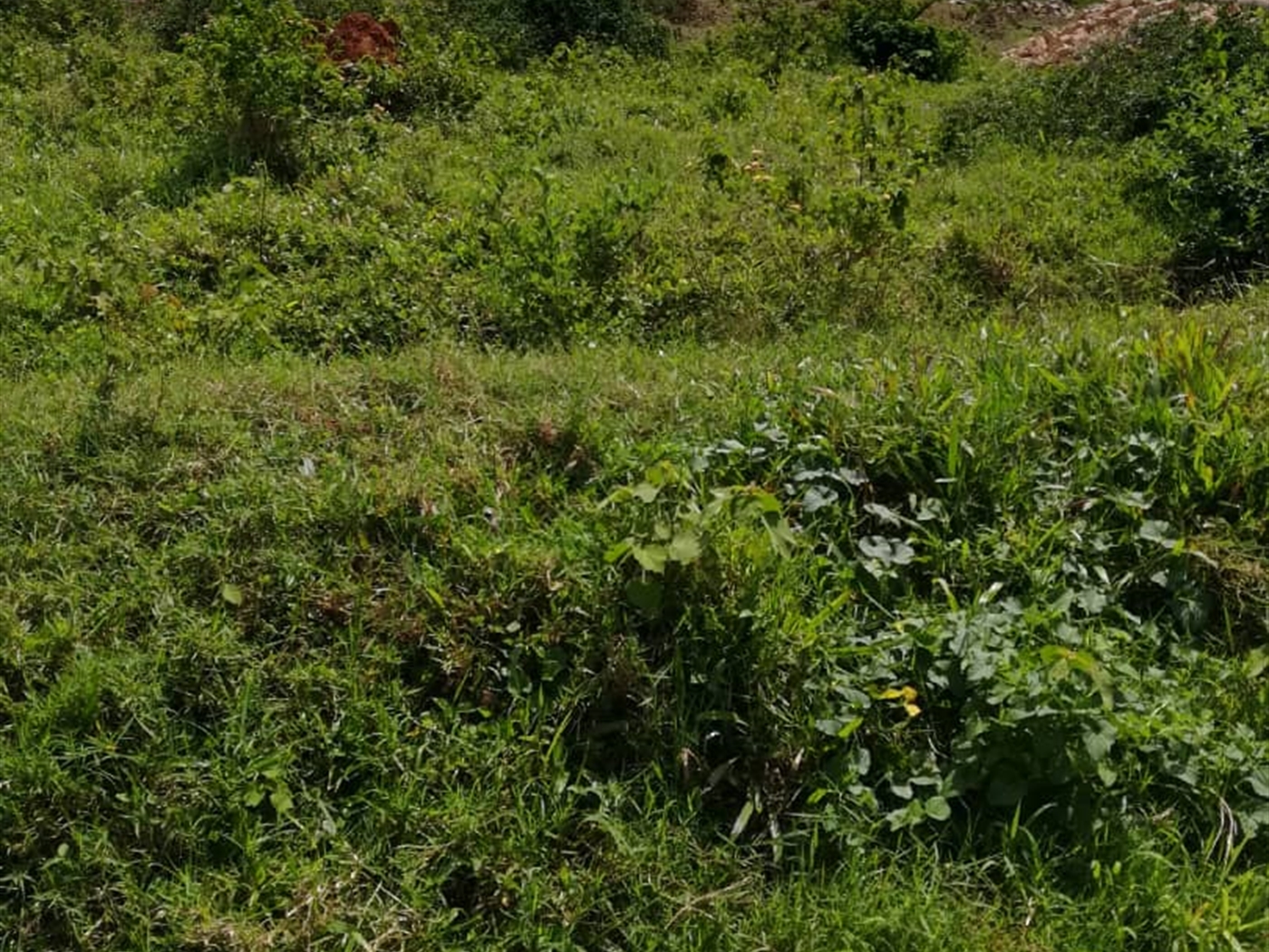 Residential Land for sale in Kilowooza Mukono