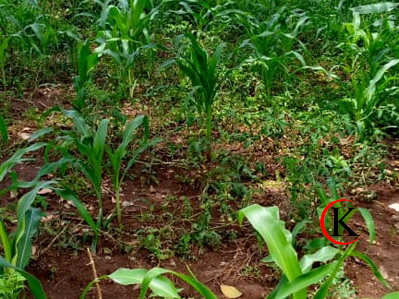 Agricultural Land for sale in Namagunga Mukono