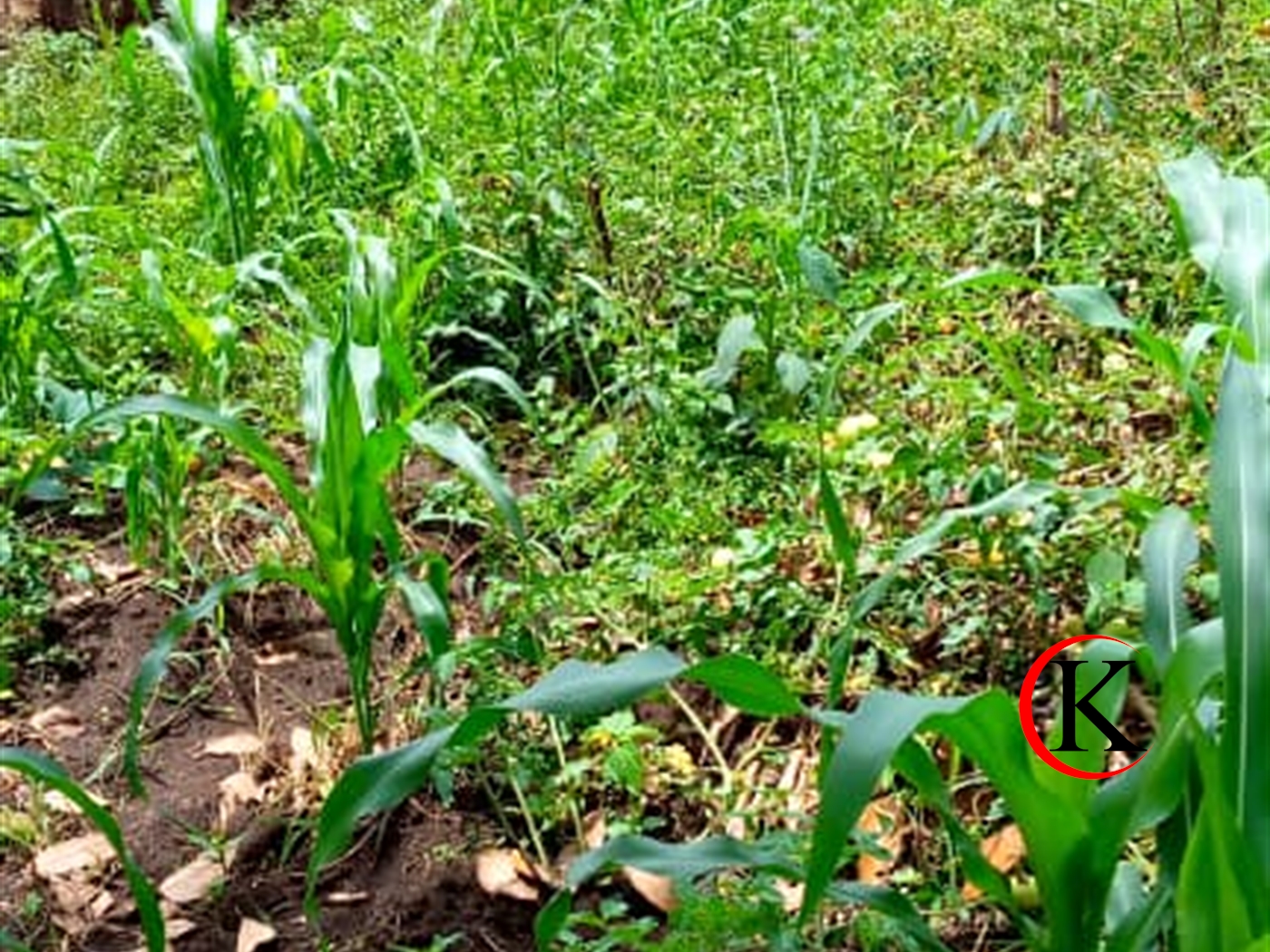 Agricultural Land for sale in Namagunga Mukono