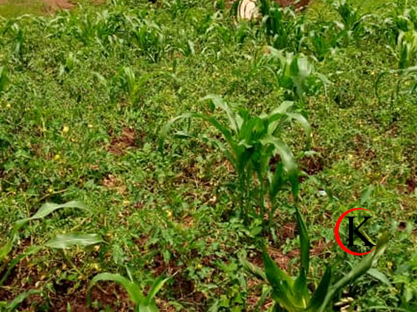 Agricultural Land for sale in Kabimbiri Mukono