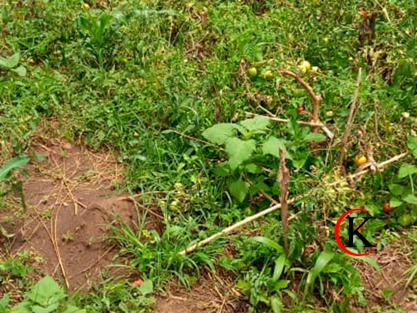 Agricultural Land for sale in Kabimbili Mukono