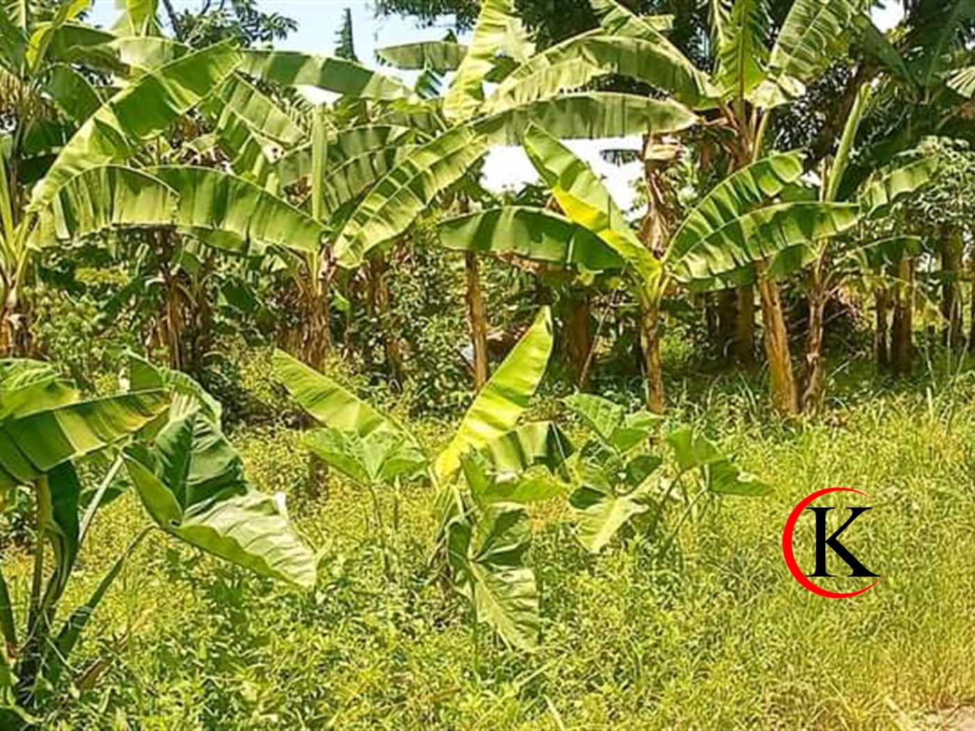 Agricultural Land for sale in Lwamiramira Kayunga