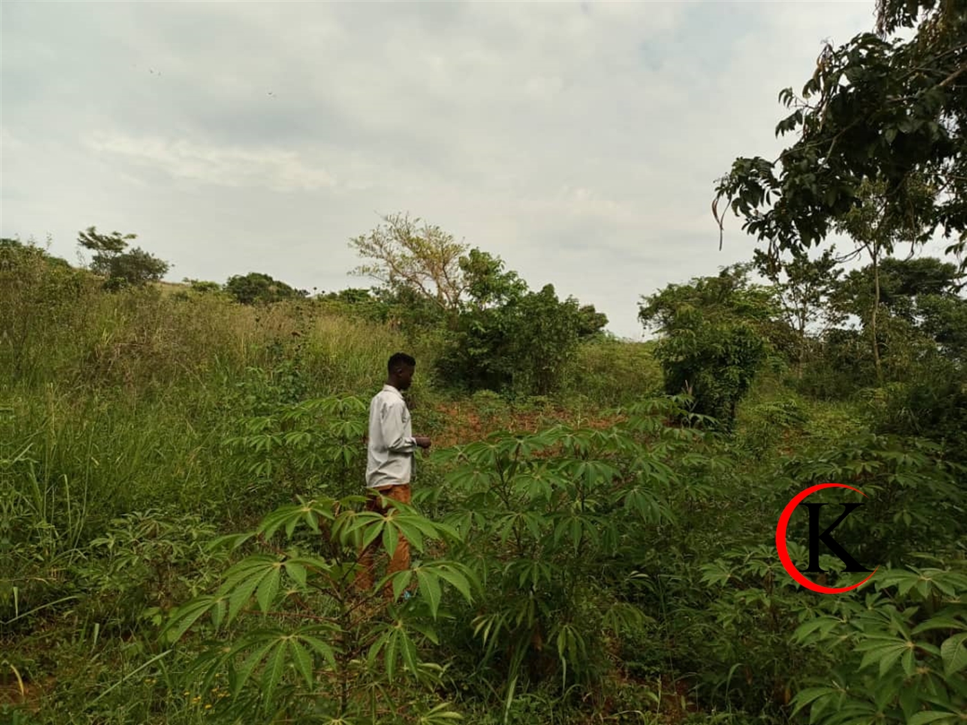 Agricultural Land for sale in Lugasa Buyikwe