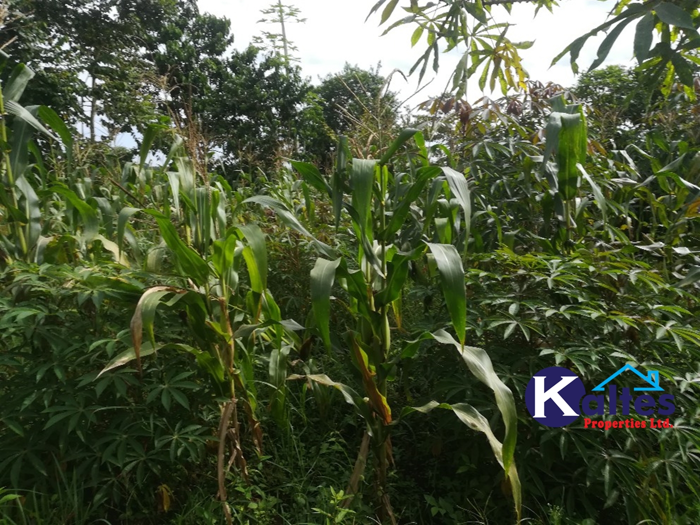 Agricultural Land for sale in Makindu Buyikwe