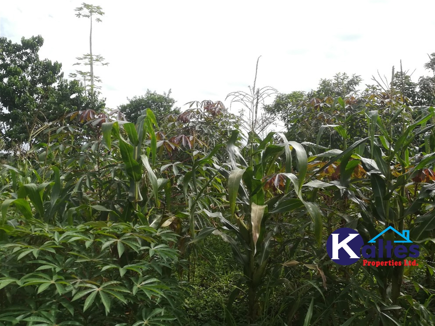 Agricultural Land for sale in Makindu Buyikwe