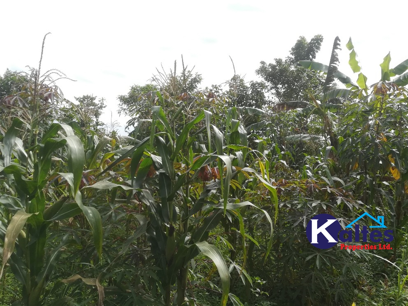 Agricultural Land for sale in Makindu Buyikwe