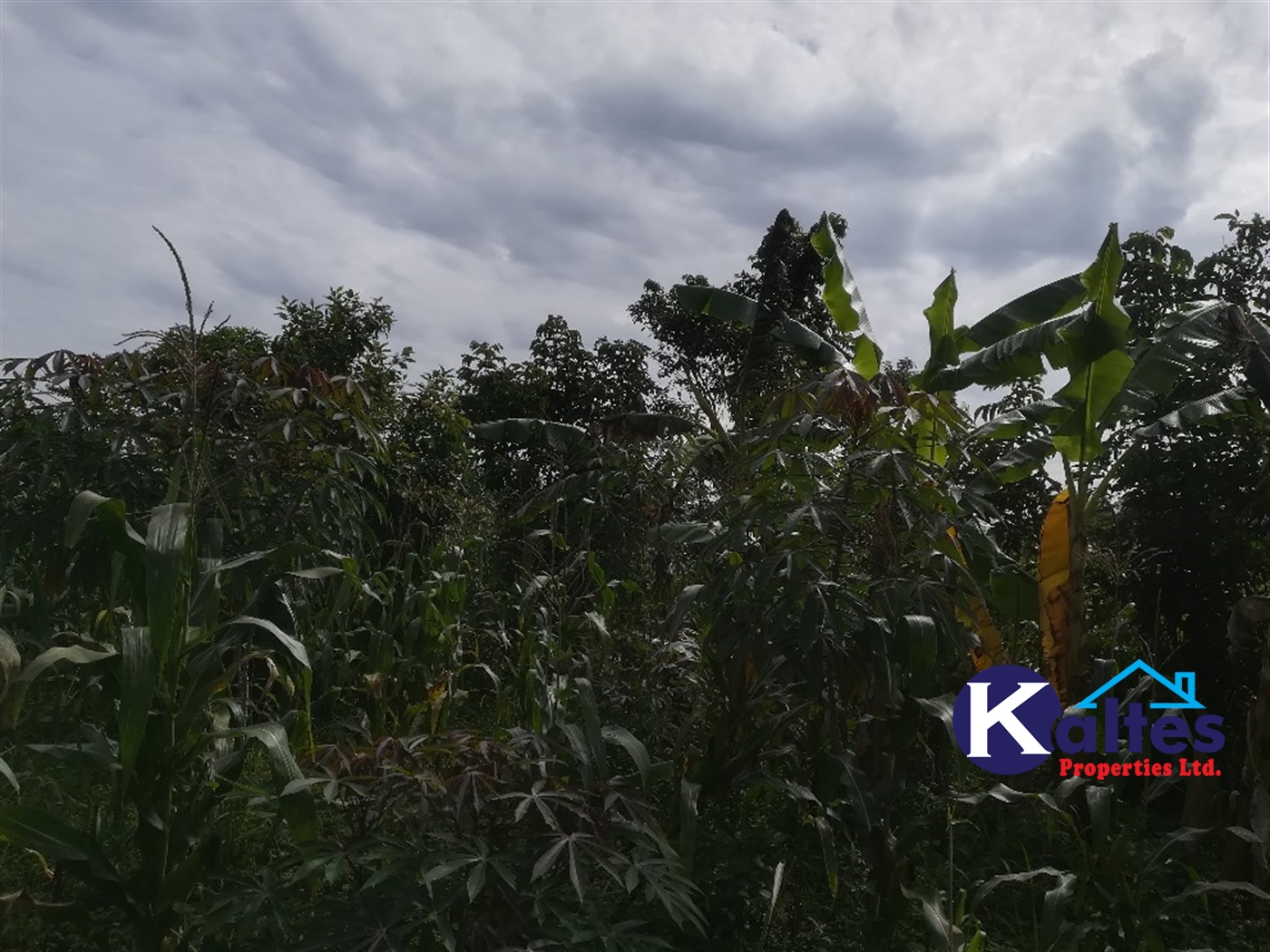 Agricultural Land for sale in Makindu Buyikwe