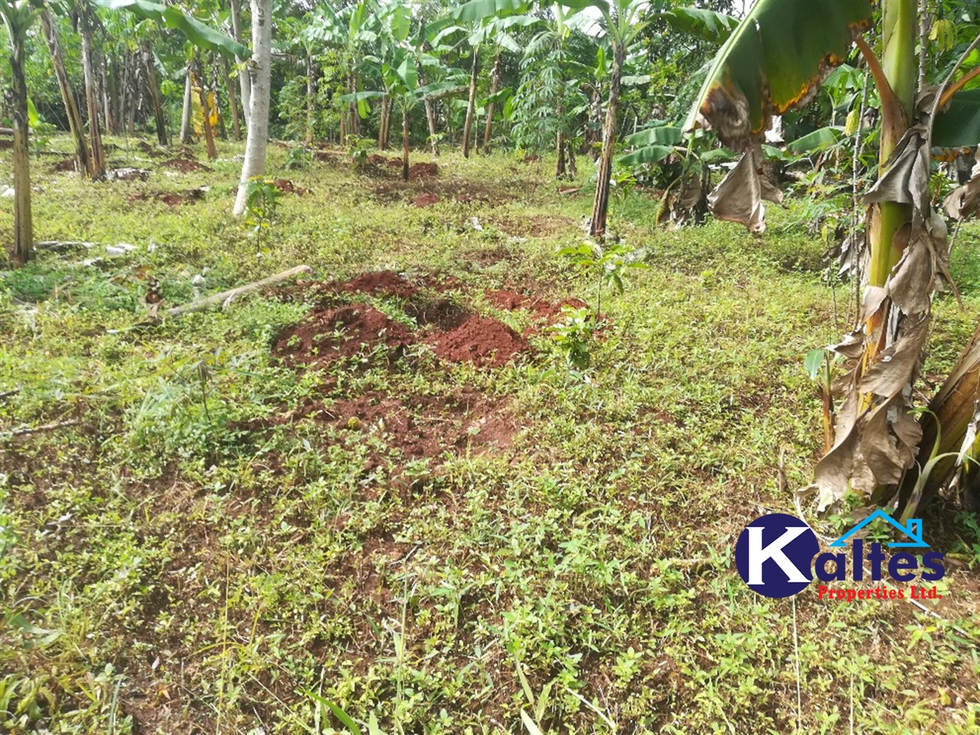 Agricultural Land for sale in Makindu Buyikwe