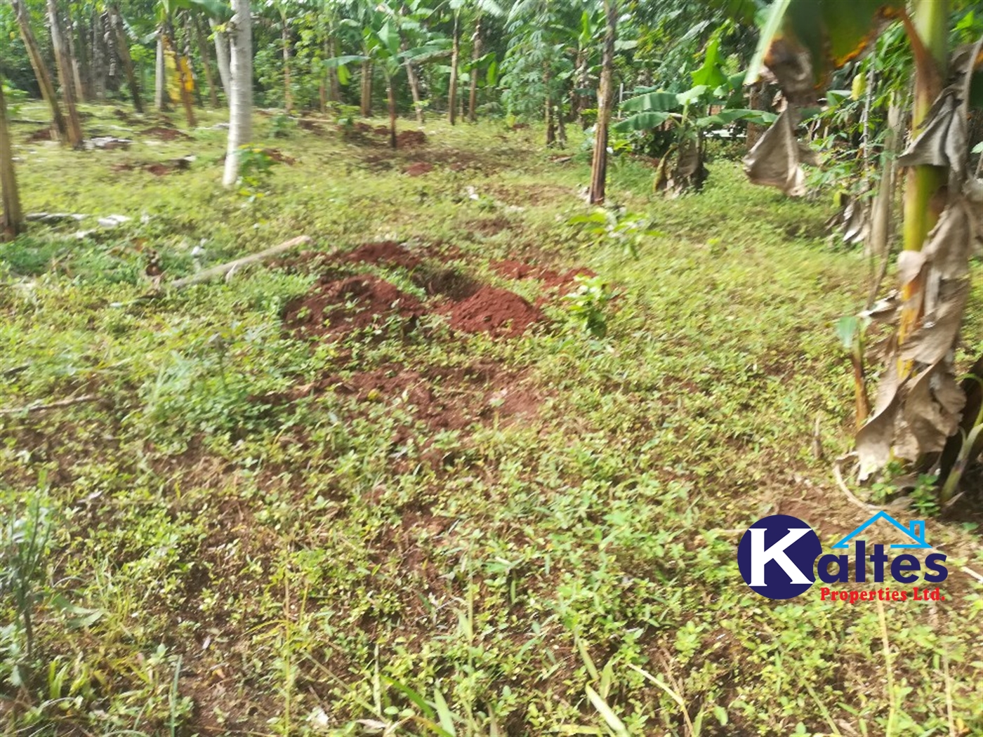 Agricultural Land for sale in Makindu Buyikwe