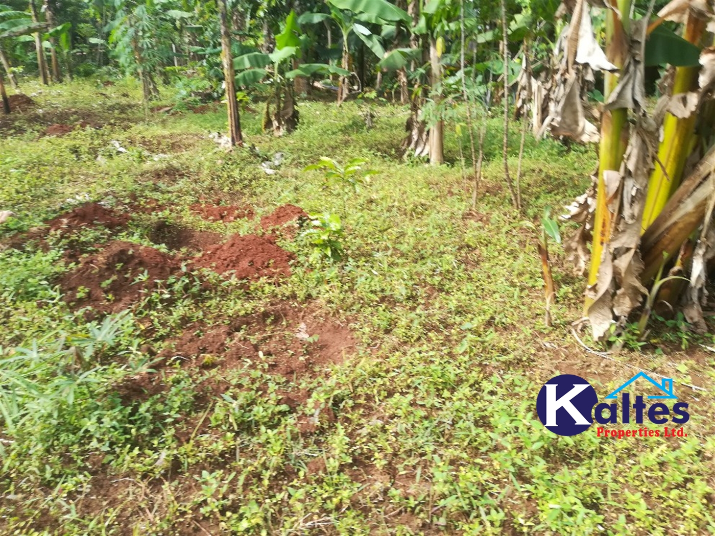 Agricultural Land for sale in Makindu Buyikwe