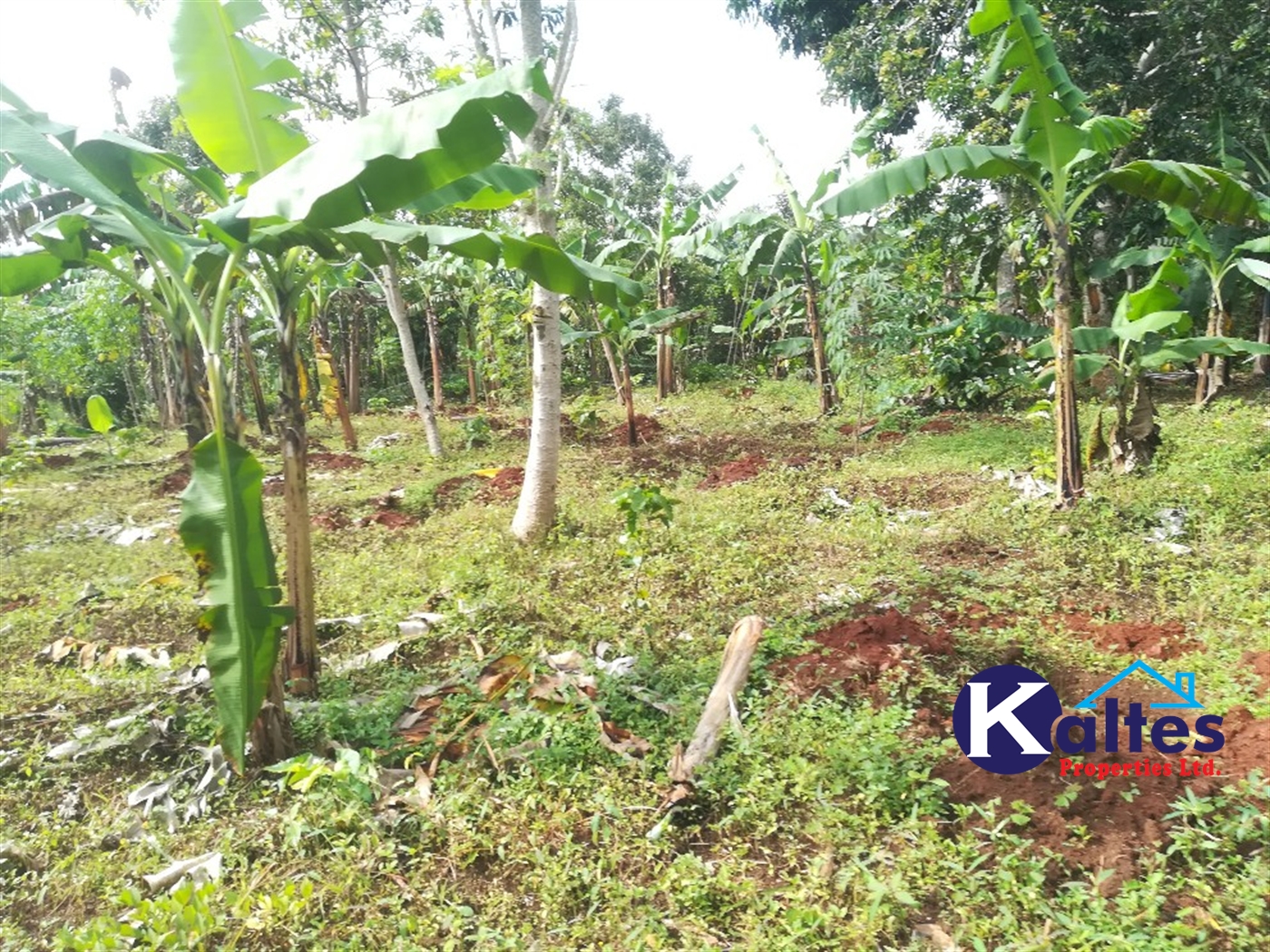 Agricultural Land for sale in Makindu Buyikwe