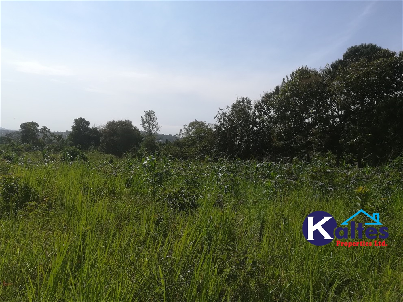 Agricultural Land for sale in Lugasa Buyikwe