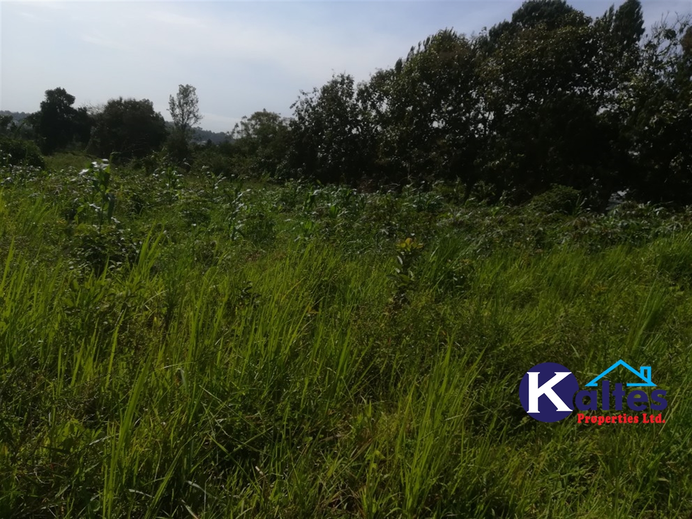 Agricultural Land for sale in Lugasa Buyikwe