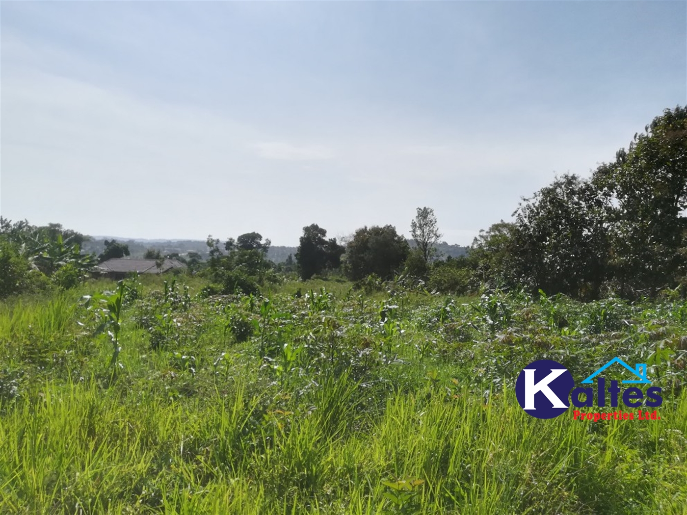 Agricultural Land for sale in Lugasa Buyikwe