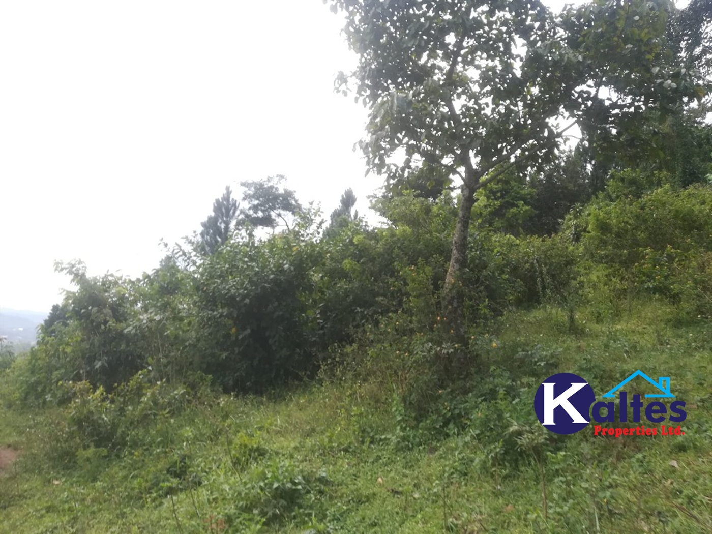 Agricultural Land for sale in Lugasa Buyikwe