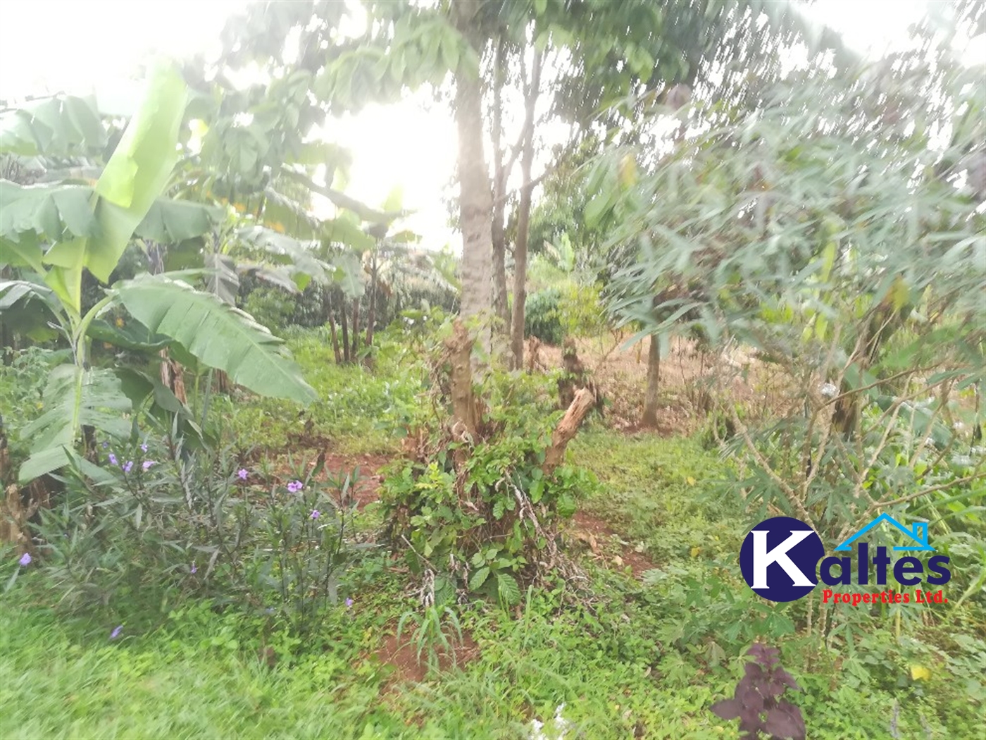 Agricultural Land for sale in Nkokonjeru Buyikwe