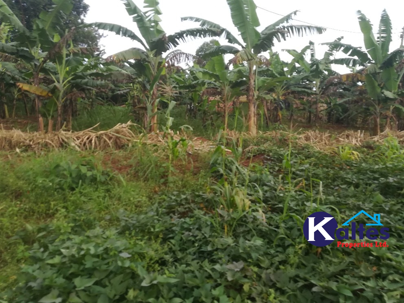 Agricultural Land for sale in Busabaga Buyikwe