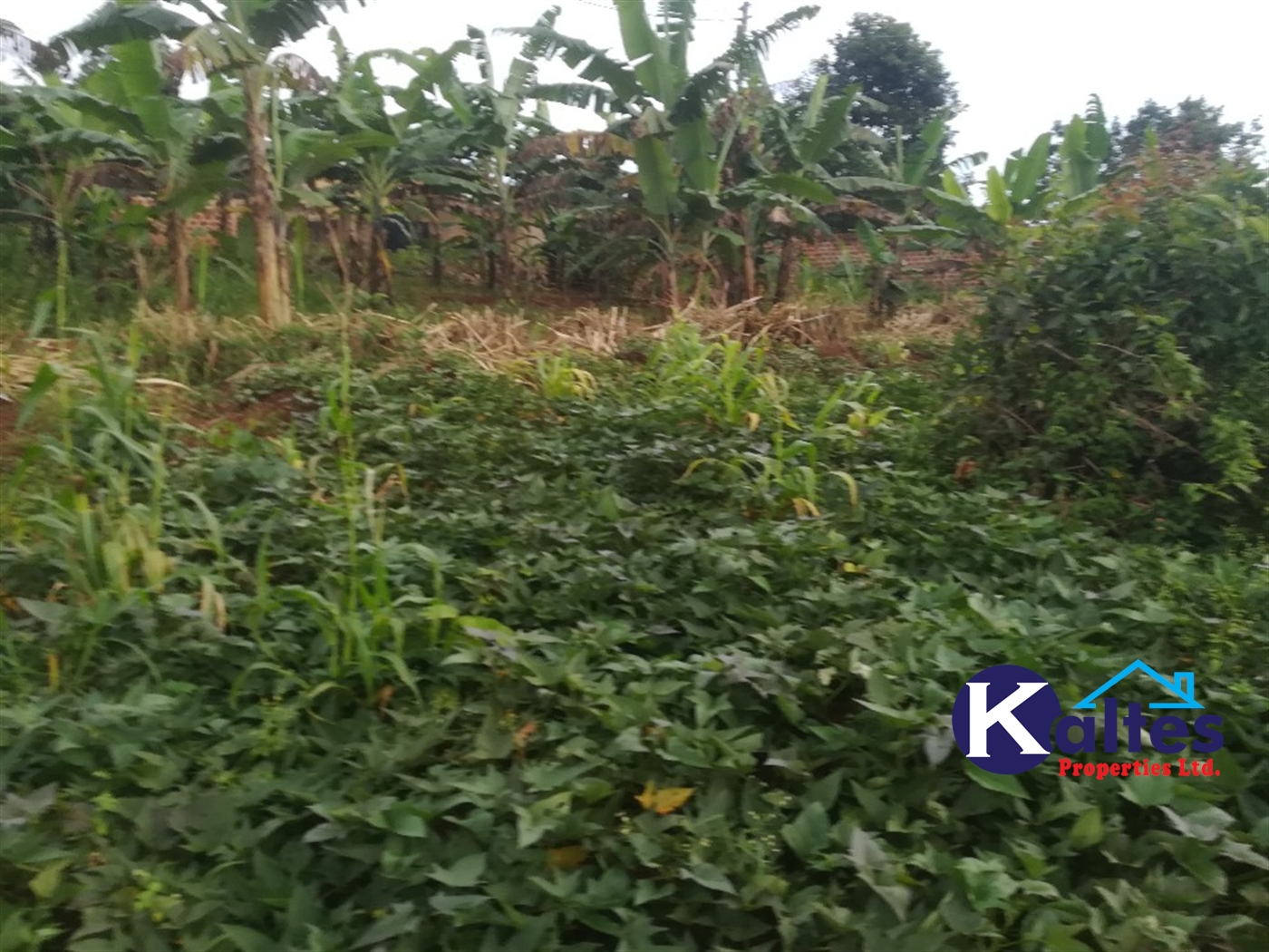 Agricultural Land for sale in Busabaga Buyikwe