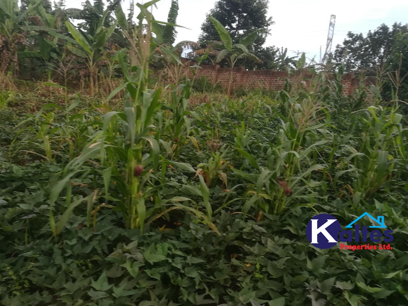 Agricultural Land for sale in Busabaga Buyikwe