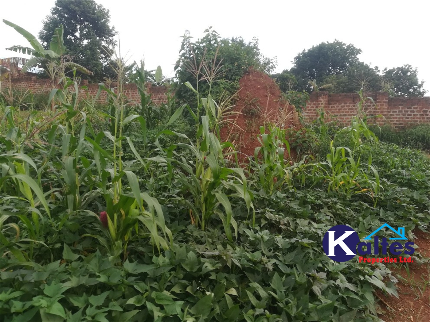 Agricultural Land for sale in Busabaga Buyikwe