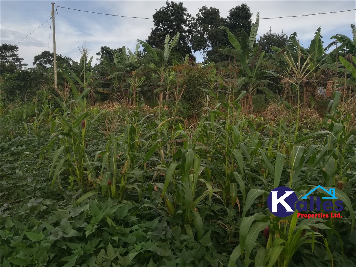 Agricultural Land for sale in Busabaga Buyikwe