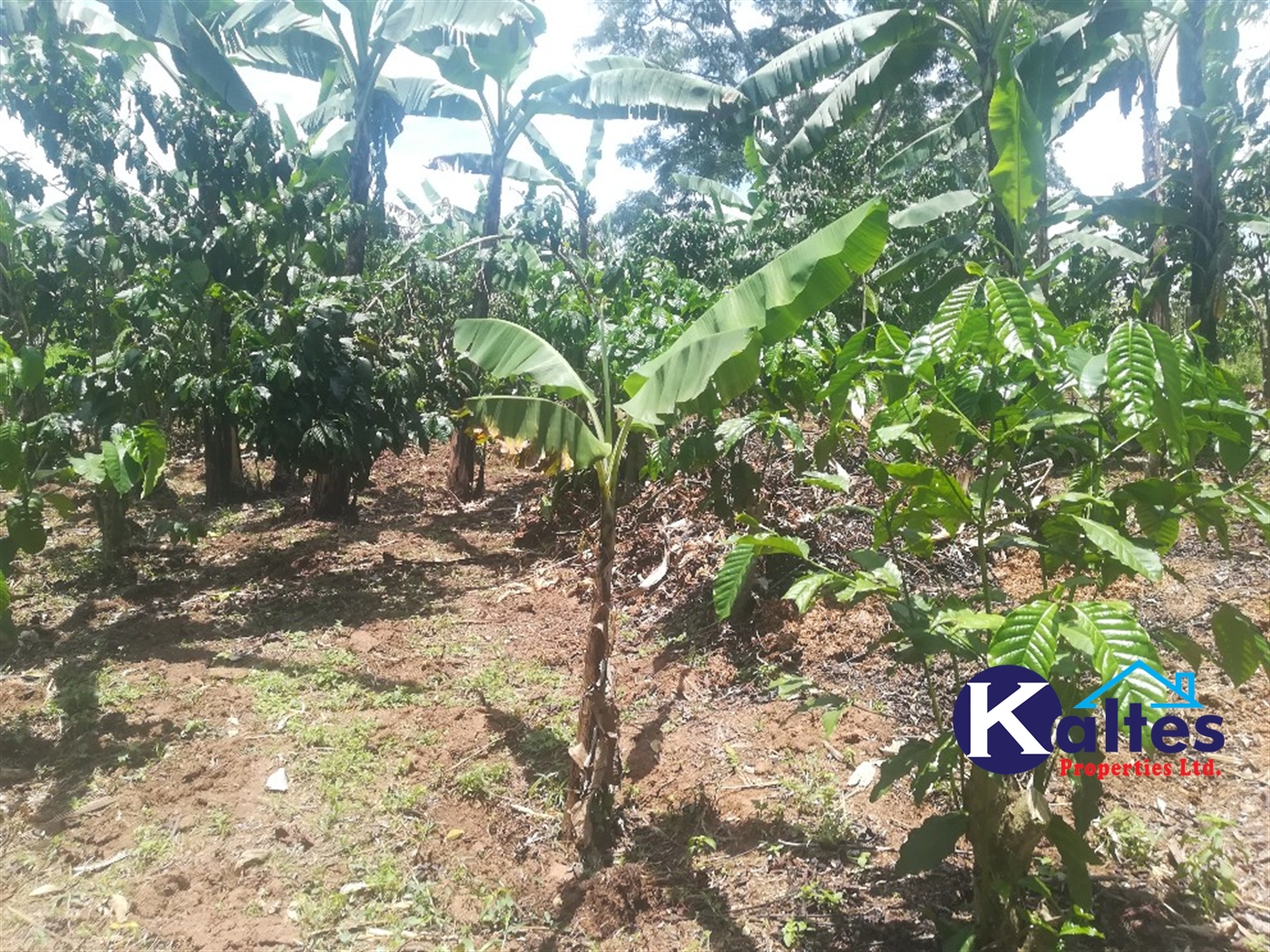 Agricultural Land for sale in Ssanga Buyikwe