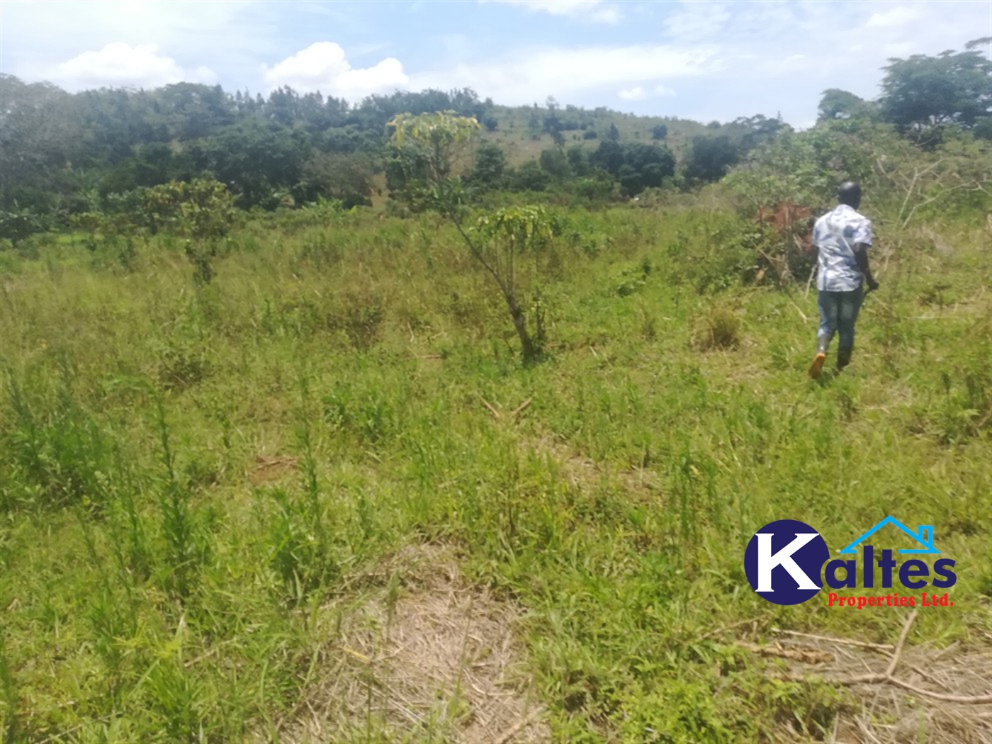 Agricultural Land for sale in Ssanga Buyikwe