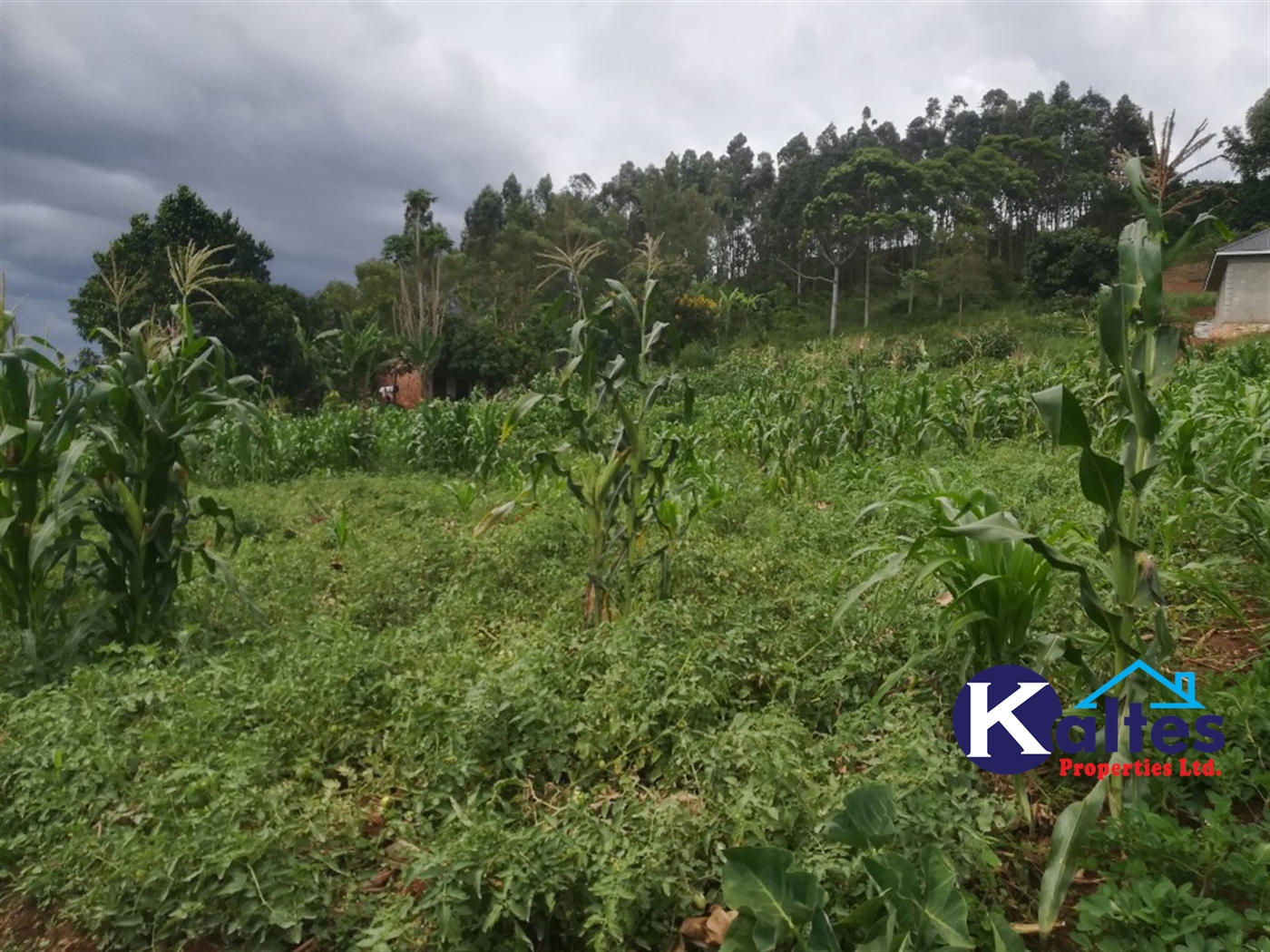Agricultural Land for sale in Buwagajjo Buyikwe