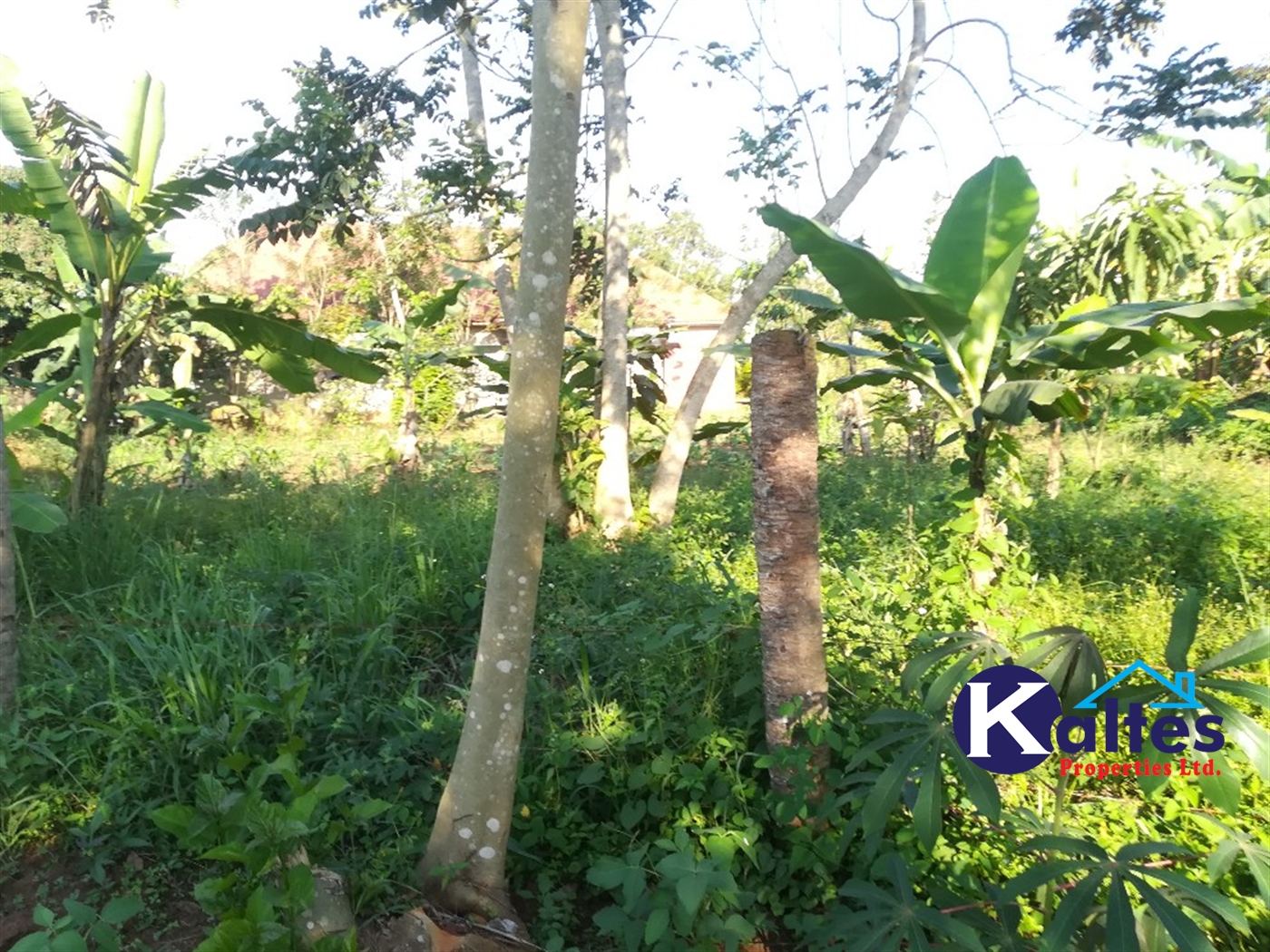 Residential Land for sale in Kyetume Mukono