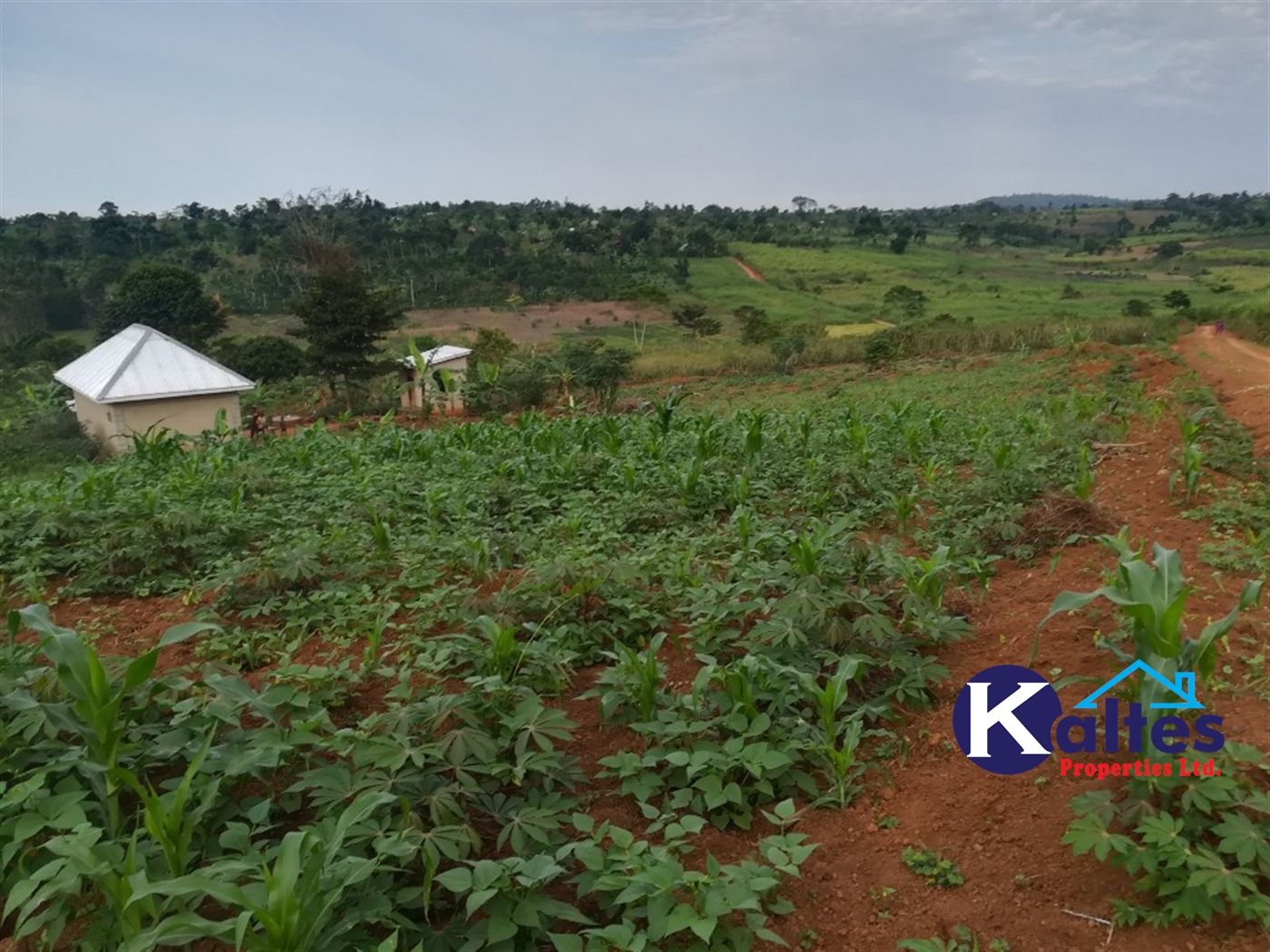 Residential Land for sale in Namubiru Mukono